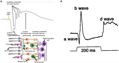 Review: Use of Electrophysiological Techniques to Study Visual Functions of Aquatic Organisms